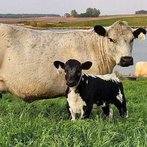 A white cow with black and white spotted calf in a pasture with a pond in the background.