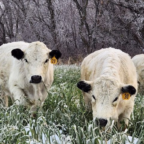 White cows with black ears and noses grazing on a snowy field.