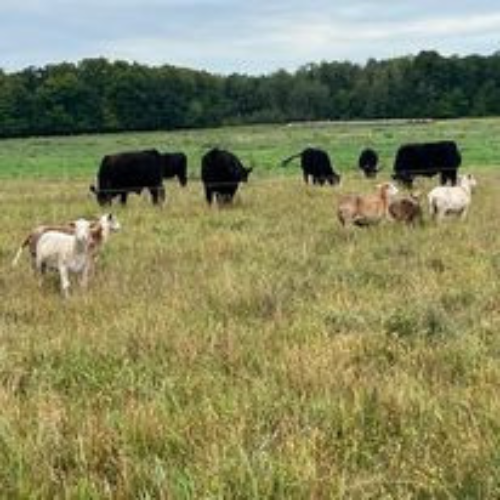Cloverleaf Grass Farm Minnesota Grown
