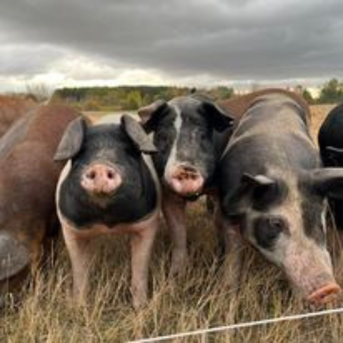 Cloverleaf Grass Farm Minnesota Grown
