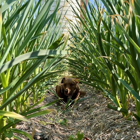 dog in a field between rows