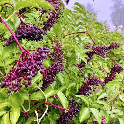bush with elderberries