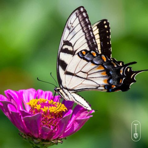 white and black butterfly on pink zinnia
