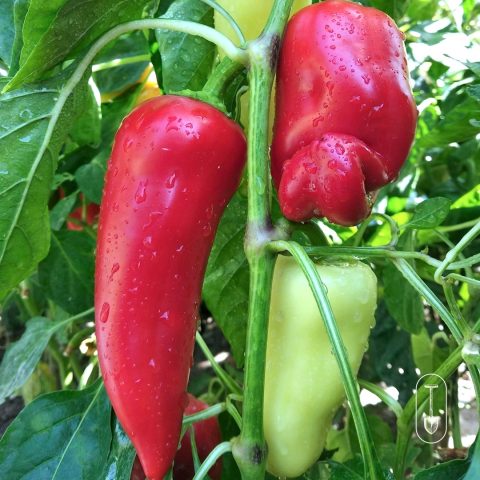 peppers on a vine