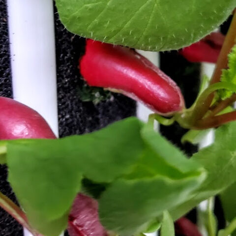 French breakfast radish