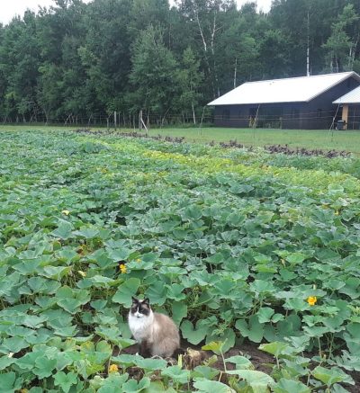 field of vining and flowering squash plants with a black and white siamese style cat sitting in the bottom center