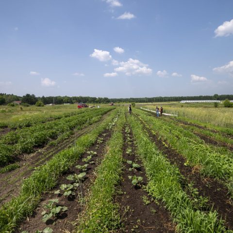 Rows of green crops outside under a blue sky with clouds