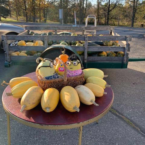 trailer filled with squash in background, table with squash in foreground, 3 squash in basket are dressed as minions