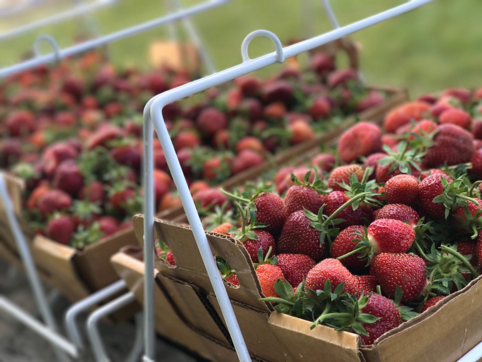 Strawberries Minnesota Grown