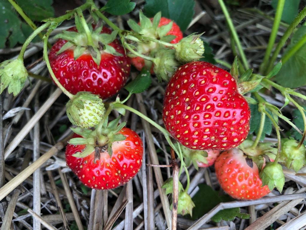 Growing Strawberries In Mn