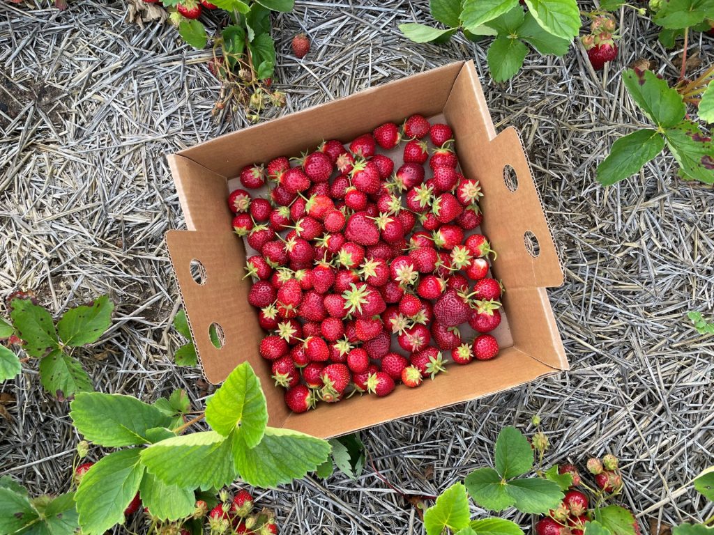Strawberry box Minnesota Grown