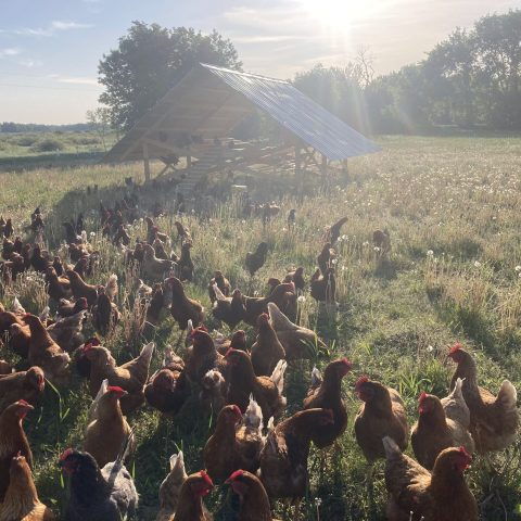 A field of a flock of chickens.