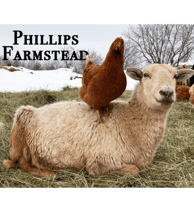 Phillips Farmstead logo features a sheep laying on the ground with a chicken on its back