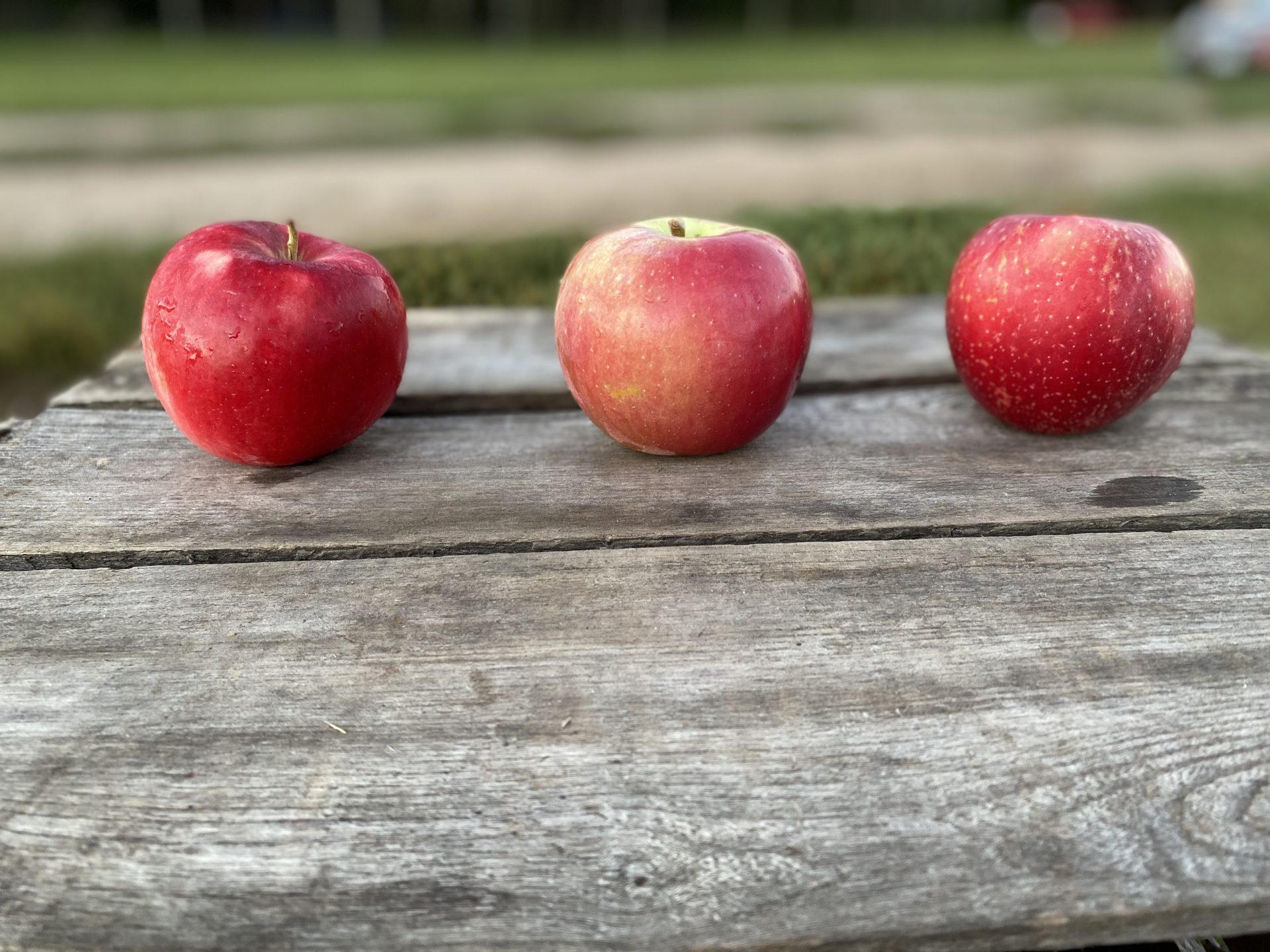 Get to Know the Early Season Apple Varieties Minnesota Grown