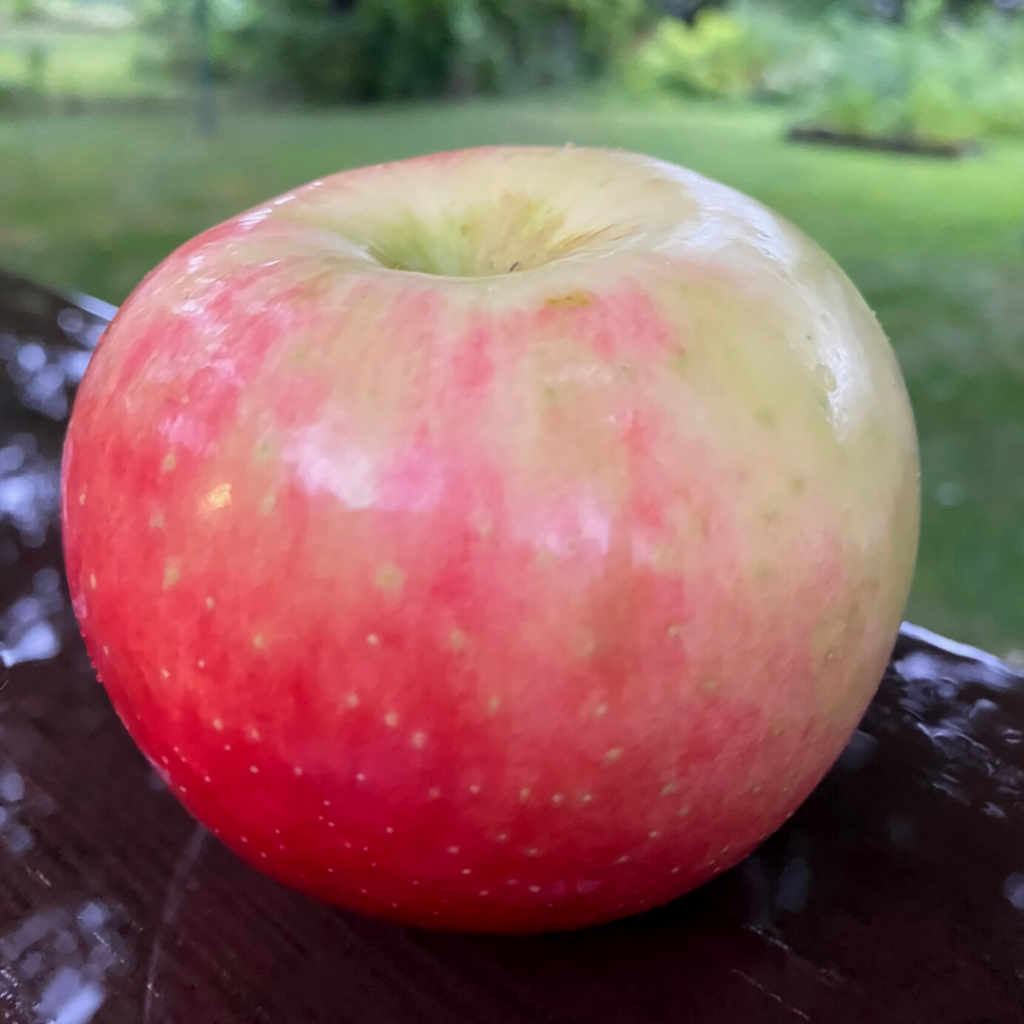 Get to Know the Early Season Apple Varieties Minnesota Grown