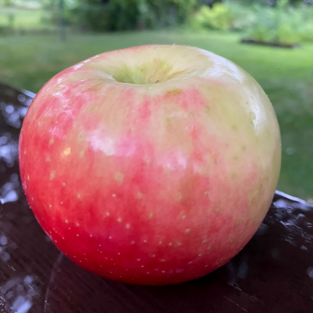 Honeycrisp or Cortland Apples - Pahl's Market - Apple Valley, MN