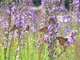 Butterflies on Purple Flowers