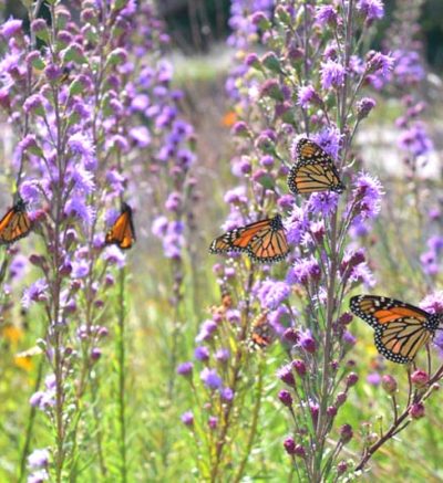 Butterflies on Purple Flowers
