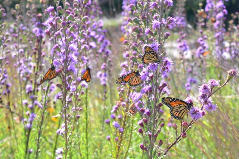 Butterflies on Purple Flowers