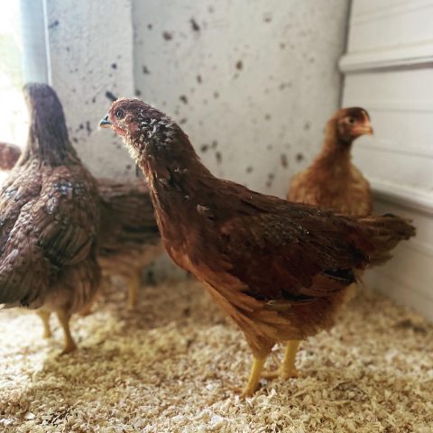 Brown chickens standing in hay