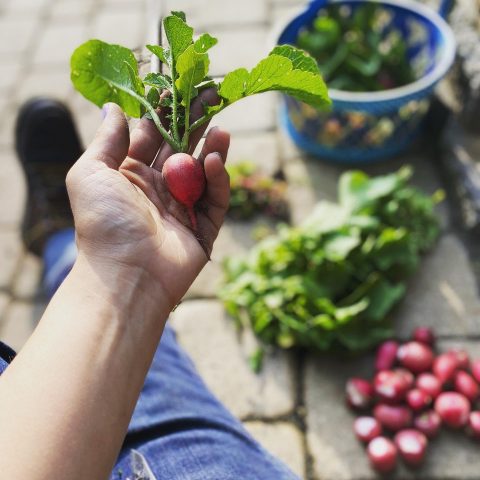 person's outstretched hand holding radish with radishes and greens in the background