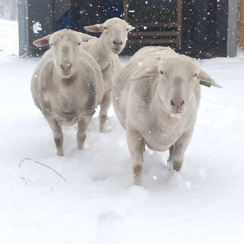 Photo of three white sheep facing the camera, standing in snow up to their little knees and with snow falling around them.
