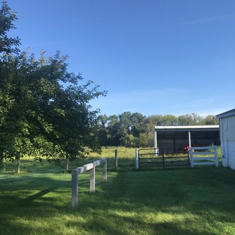 Photo of a grassy farm yard with fences, sheds, and trees