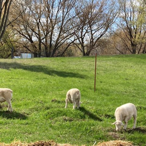 Photo of white sheep grazing on a grassy knoll
