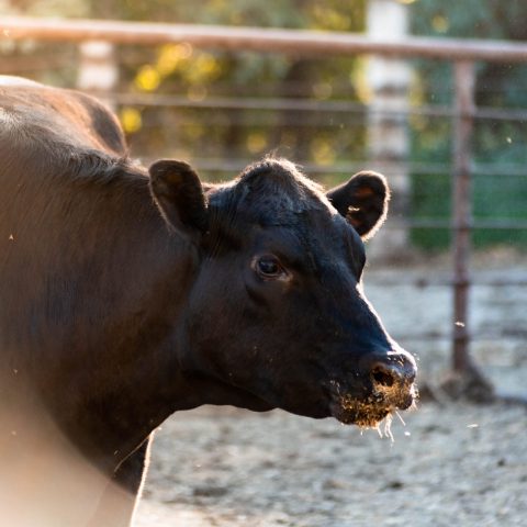 Cow in pen