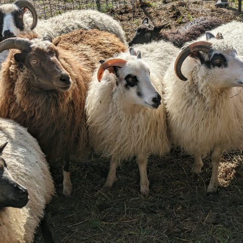 Icelandic sheep with thick brown and white wool and horns that face back away from their faces.k