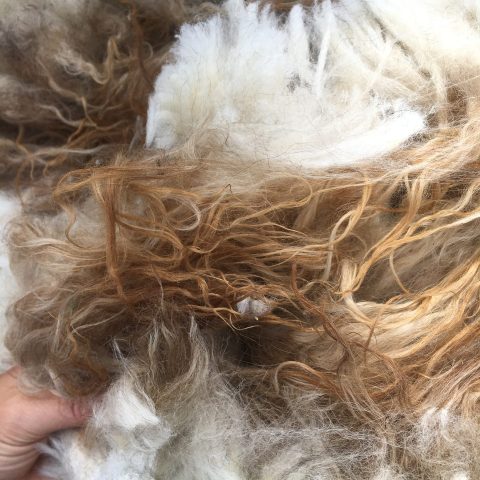 Close up photo of white and brown wool fleece