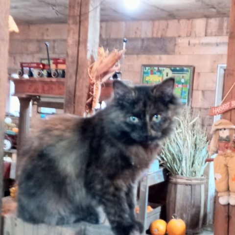 Picture of a fluffy black and cream tortie cat sitting on a wooden fence.