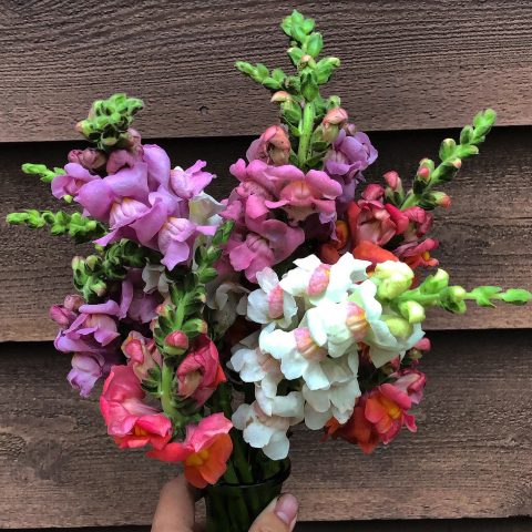 Bouquet of Flowers from Honeydew Fields