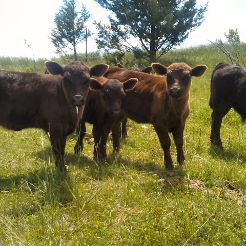 Calves grazing