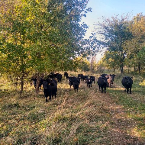 Cattle grazing