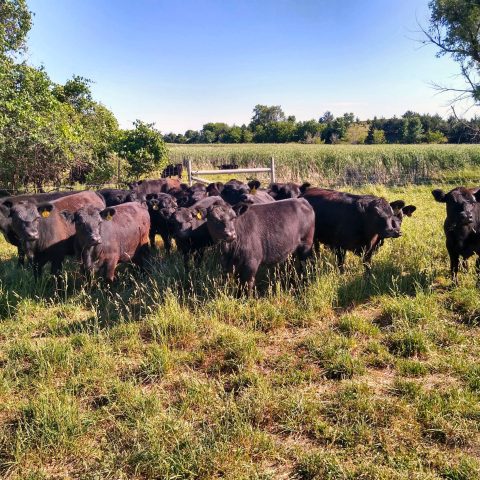 Herd of cattle grazing