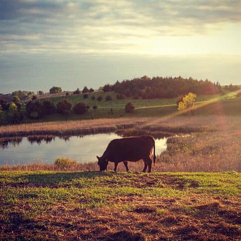 Cow grazing