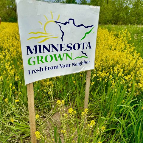 Picture of a sign on wood stakes in a field of yellow goldenrod flowers. The sign says "Minnesota Grown Fresh From Your Neighbor".