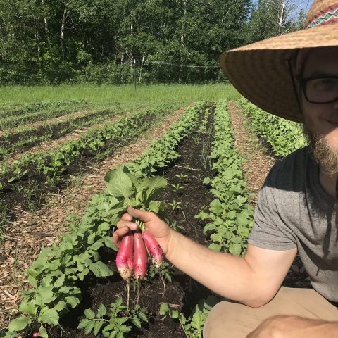 Picture of someone holding a handful of beets that were freshly dug from the ground. Behind them are rows of growing plants.