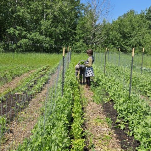 Picture of a person standing in a field of rows of green.