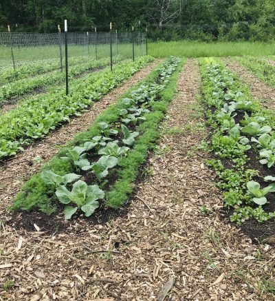 Rows of leafy greens growing with wood mulch in between the rows.