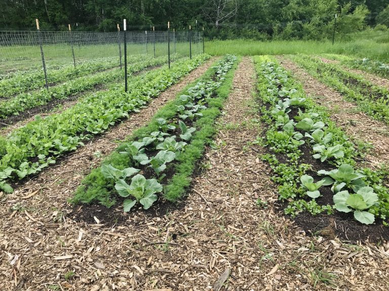 Rows of leafy greens growing with wood mulch in between the rows.