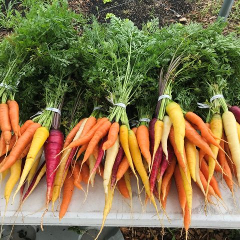 A picture of at least 7 bundles of multi-colored carrots in various hues of orange, yellow, red, and white.