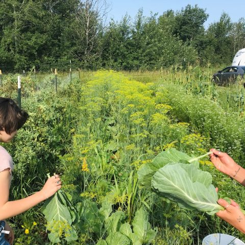 A picture of two people picking fresh green from a field with goldenrods in between the rows.