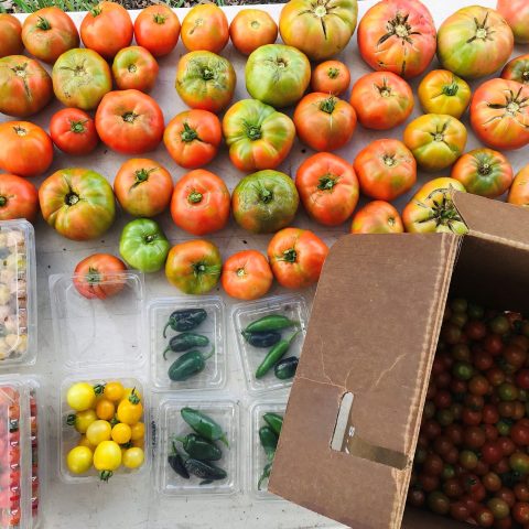 A picture of an array of vegetables on a white table. There are quite a few multi-colored tomatoes of a range of sizes, clear bins with jalapenos, yellow cherry tomatoes, and a box of ground cherries.