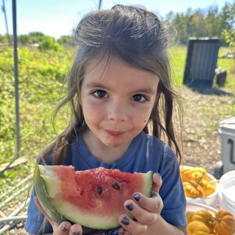 Girl eating watermelon outside with mini pumpkins in background.