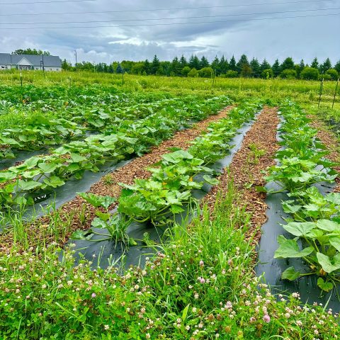 A field with neat rows of produce plants.