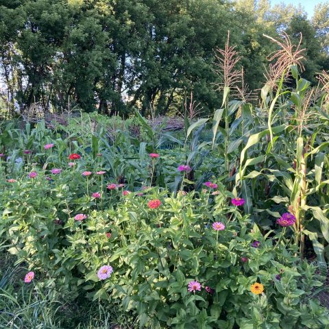 A garden filled with flowers. There are corn stalks in the background.