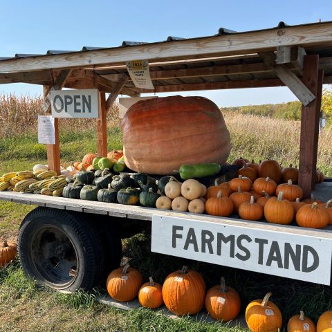 Outdoor farmstand loaded with squashes and pumpkins of all shapes and sizes. There is a particularly enormous squash or pumpkin in the center of the stand.