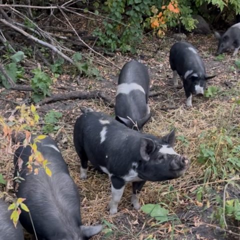 A picture of a herd of white and black heritage hogs standing amongst trees and foliage. The ground is covered in dead, long grass and there are sticks and fall-colored leaves surrounding them.